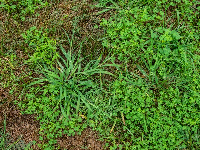 Improves Lawn Health